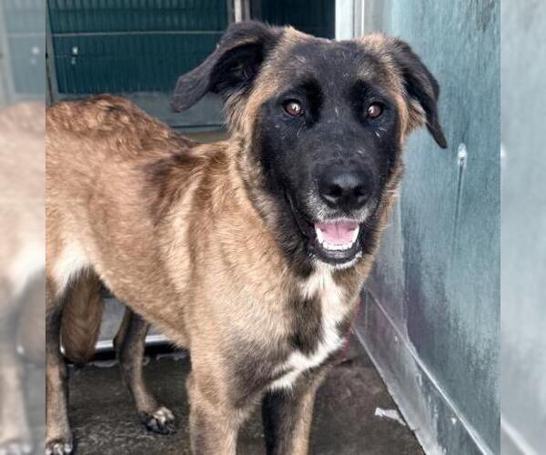 Medium Photo #2 Anatolian Shepherd-Unknown Mix Puppy For Sale in Camarillo, CA, USA
