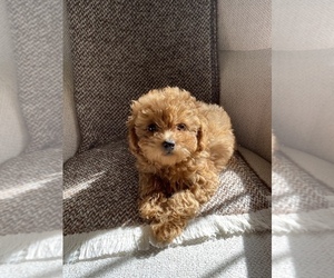 Maltese-Poodle (Toy) Mix Puppy for sale in LA PUENTE, CA, USA