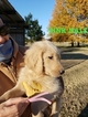 Small Photo #24 Goldendoodle Puppy For Sale in CLARKSVILLE, TX, USA
