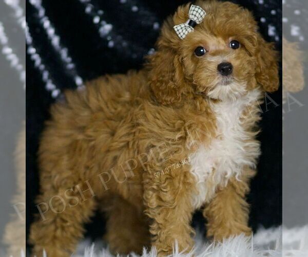 Medium Photo #1 Poodle (Miniature) Puppy For Sale in WARSAW, IN, USA