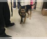 Small German Shepherd Dog Mix