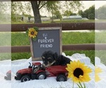 Small #1 Aussiedoodle Miniature 