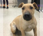 LOIS - Female Chinese Shar-Pei-Unknown Mix Dog for Adoption - Small photo