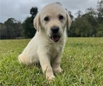 Small #1 Shepradors