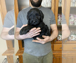 Small #2 Goldendoodle