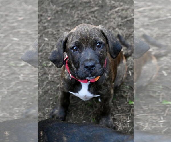 Medium Photo #1 Mastiff-Unknown Mix Puppy For Sale in Wakefield, RI, USA