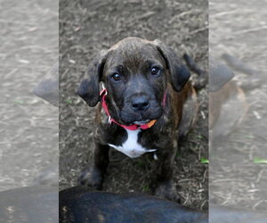 Mastiff-Unknown Mix Dogs for adoption in Wakefield, RI, USA