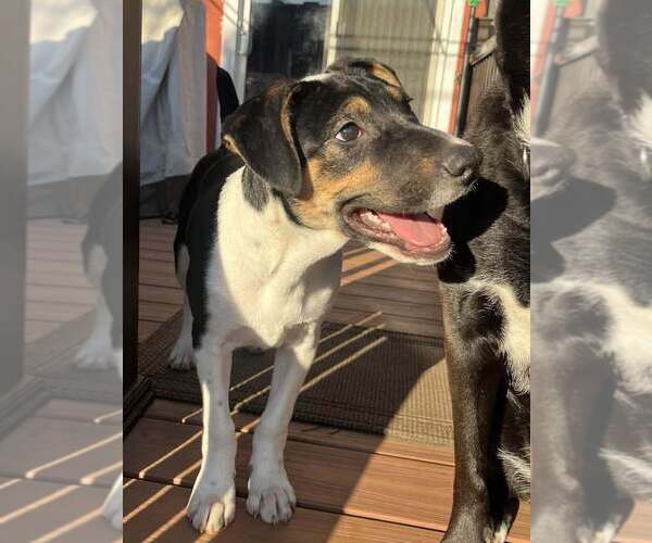 Medium Photo #27 Jack Russell Terrier-Unknown Mix Puppy For Sale in New York, NY, USA