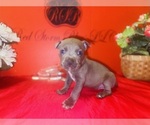 Puppy Puppy 5 American Pit Bull Terrier