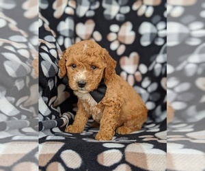 Goldendoodle Puppy for sale in KIRKWOOD, PA, USA