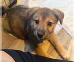 Small #2 Mutt