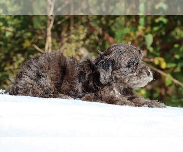 Medium Photo #4 ShihPoo Puppy For Sale in DYERSBURG, TN, USA