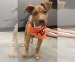 Small #3 American Pit Bull Terrier Mix