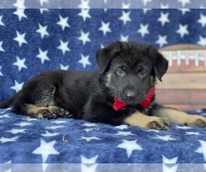German Shepherd Dog Puppy for sale in LANCASTER, PA, USA