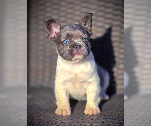 Medium Photo #2 French Bulldog Puppy For Sale in LOS ANGELES, CA, USA