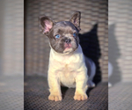 Small #1 French Bulldog