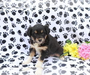 Australian Shepherd-Unknown Mix Puppy for sale in SHILOH, OH, USA