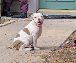 Olde English Bulldogge Puppy for Sale in AUSTIN, Texas USA