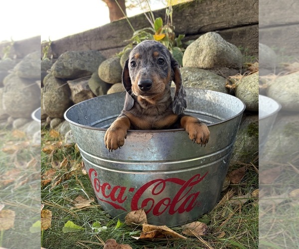 Medium Photo #5 Dachshund Puppy For Sale in MIDDLEBURY, IN, USA