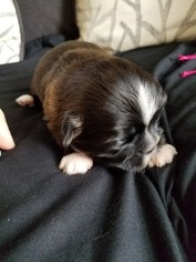 Shih Tzu Puppy for sale in OSCEOLA, IN, USA