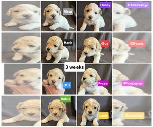 Bichon Frise-Cock-A-Poo Mix Puppy for sale in BATTLE GROUND, WA, USA