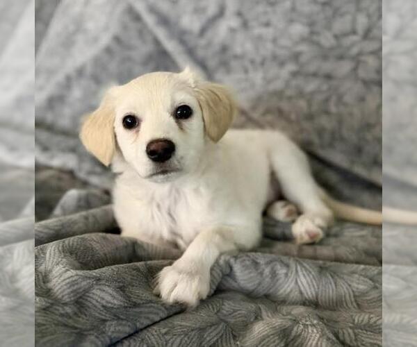 Medium Photo #6 Maltipoo (Miniature) Puppy For Sale in San Diego, CA, USA