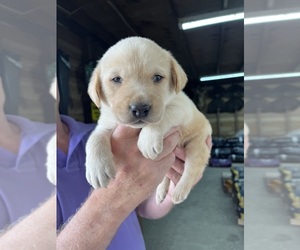 Labrador Retriever Puppy for sale in GREENVILLE, NC, USA