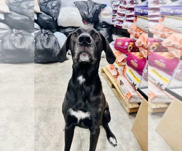 Medium Photo #2 Great Dane-Labrador Retriever Mix Puppy For Sale in Glen Allen, VA, USA