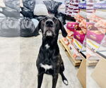 Small #1 Great Dane-Labrador Retriever Mix