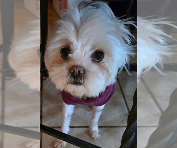 Medium Photo #2 Maltese-Unknown Mix Puppy For Sale in San Antonio, TX, USA