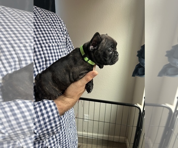 Medium Photo #5 French Bulldog Puppy For Sale in PATTERSON, CA, USA