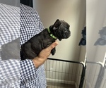 Small Photo #5 French Bulldog Puppy For Sale in PATTERSON, CA, USA