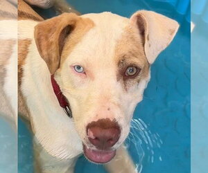 Mutt Dogs for adoption in Canton, CT, USA