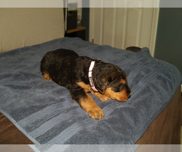 Medium Photo #1 Airedale Terrier Puppy For Sale in CHARLESTOWN, IN, USA