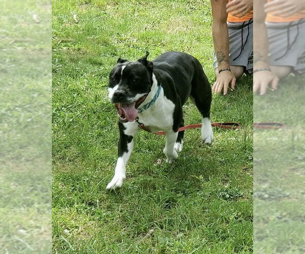 Medium Photo #3 Mutt Puppy For Sale in Strongsville, OH, USA