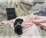 Small Photo #2 Great Dane Puppy For Sale in RICHMOND, VA, USA