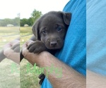 Small Photo #10 Labrador Retriever Puppy For Sale in BRIDGEWATER, VA, USA