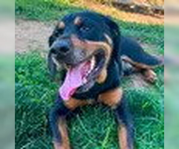 Medium Photo #1 Black and Tan Coonhound-Rottweiler Mix Puppy For Sale in Bristol, CT, USA
