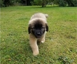 Small Photo #6 Leonberger-Saint Bernard Mix Puppy For Sale in BATH, NY, USA