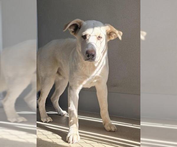 Medium Photo #1 Shepradors Puppy For Sale in HESPERIA, CA, USA