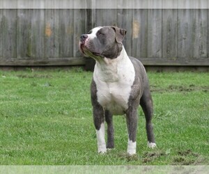 Mother of the American Bully puppies born on 06/08/2022