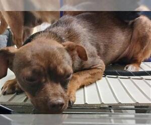 Chihuahua Dogs for adoption in Bakersfield, CA, USA