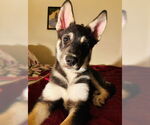 Small #2 Siberian Husky Mix