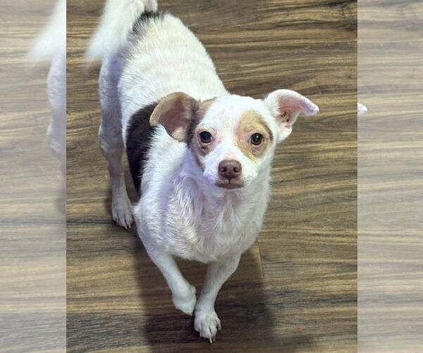 Medium Photo #1 Rat-Cha Puppy For Sale in Sistersville, WV, USA