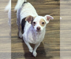 Rat-Cha Dogs for adoption in Sistersville, WV, USA