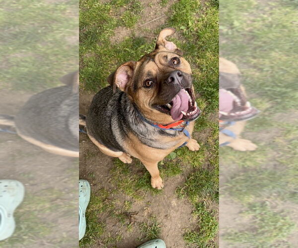 Medium Photo #1 Rottweiler-Unknown Mix Puppy For Sale in Brewster, NY, USA