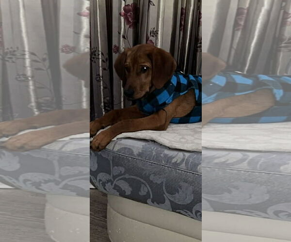 Medium Photo #1 Mutt Puppy For Sale in NYC, NY, USA