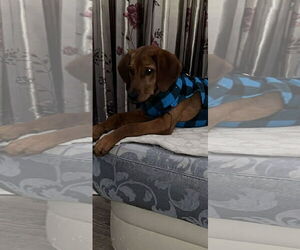 Mutt Dogs for adoption in NYC, NY, USA