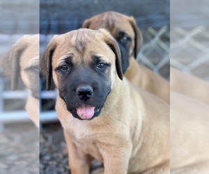 Mastiff Puppy for sale in YAKIMA, WA, USA