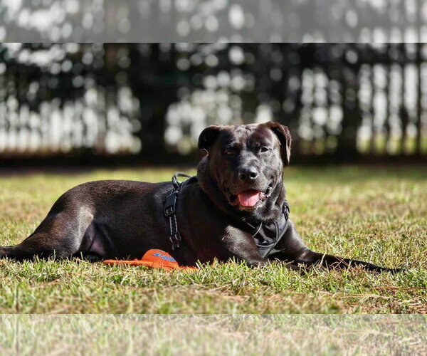 Medium Photo #3 Mutt Puppy For Sale in Myrtle Beach, SC, USA